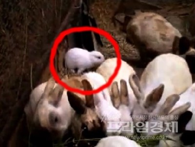 일본 귀없는 토끼 충격_일본 후쿠시마 인근 지역 귀없는 토끼 출생, 다음은 인간 차례? / 일본, 귀없는 토끼, 일본 귀없는 토끼