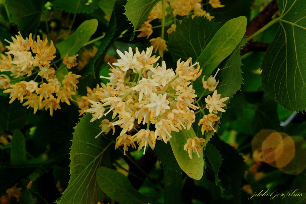 염주나무(Tilia megaphylla Nakai)  
